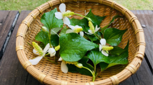 庭に大量に生えているどくだみの写真　どくだみを使った虫よけスプレーの材料